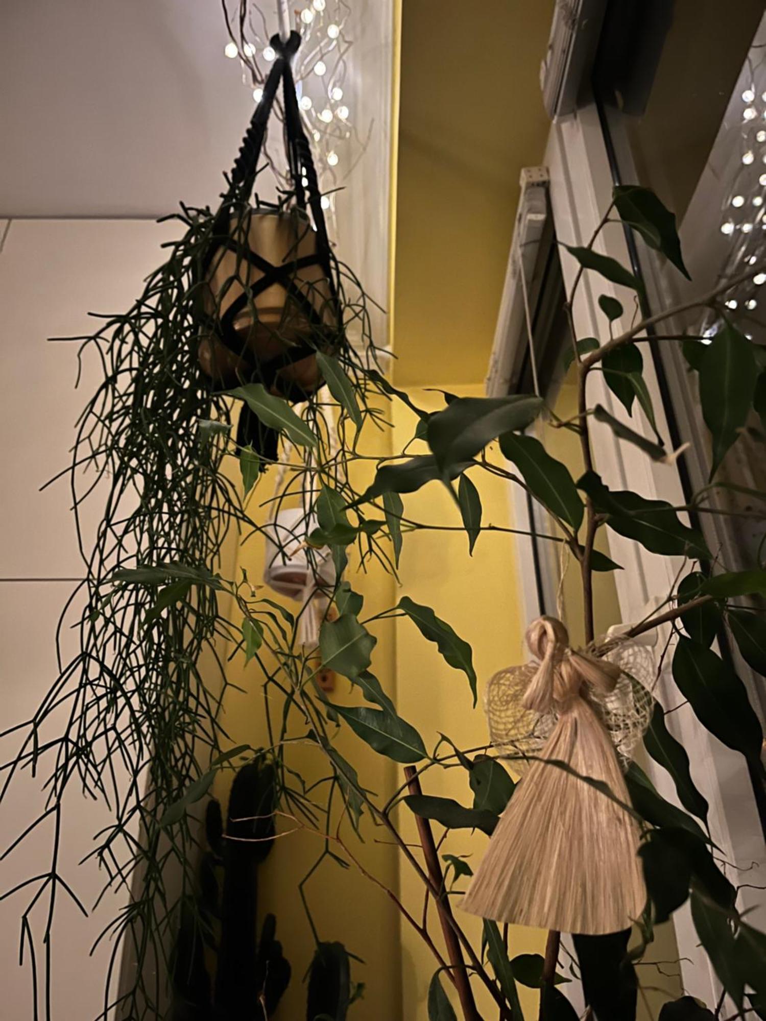 Greenthumb Praska คราคูฟ ภายนอก รูปภาพ
